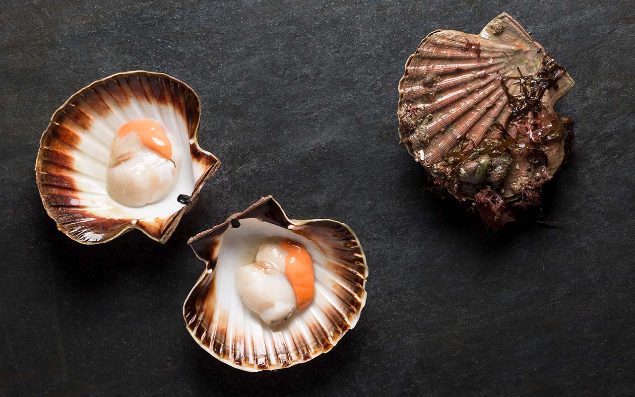 Live Fresh Jersey Hand Dived Scallops
