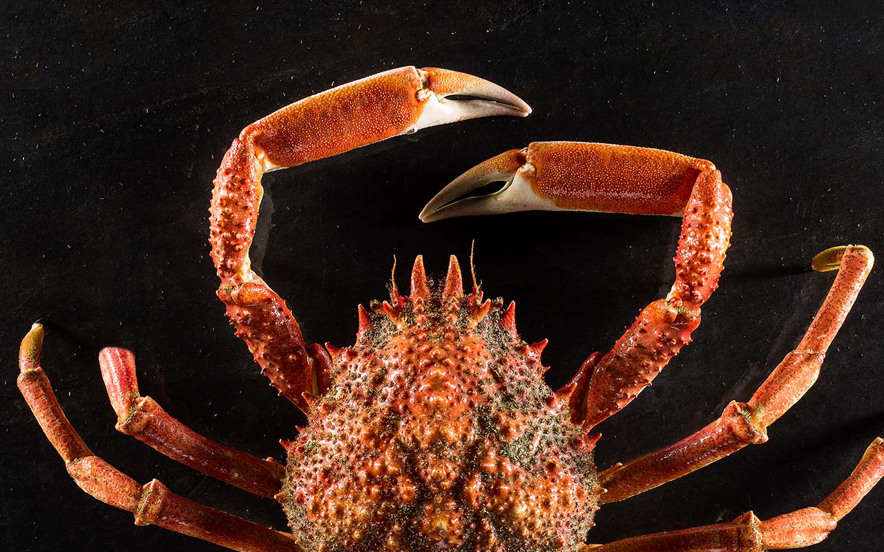 Fresh Jersey King Spider Crab